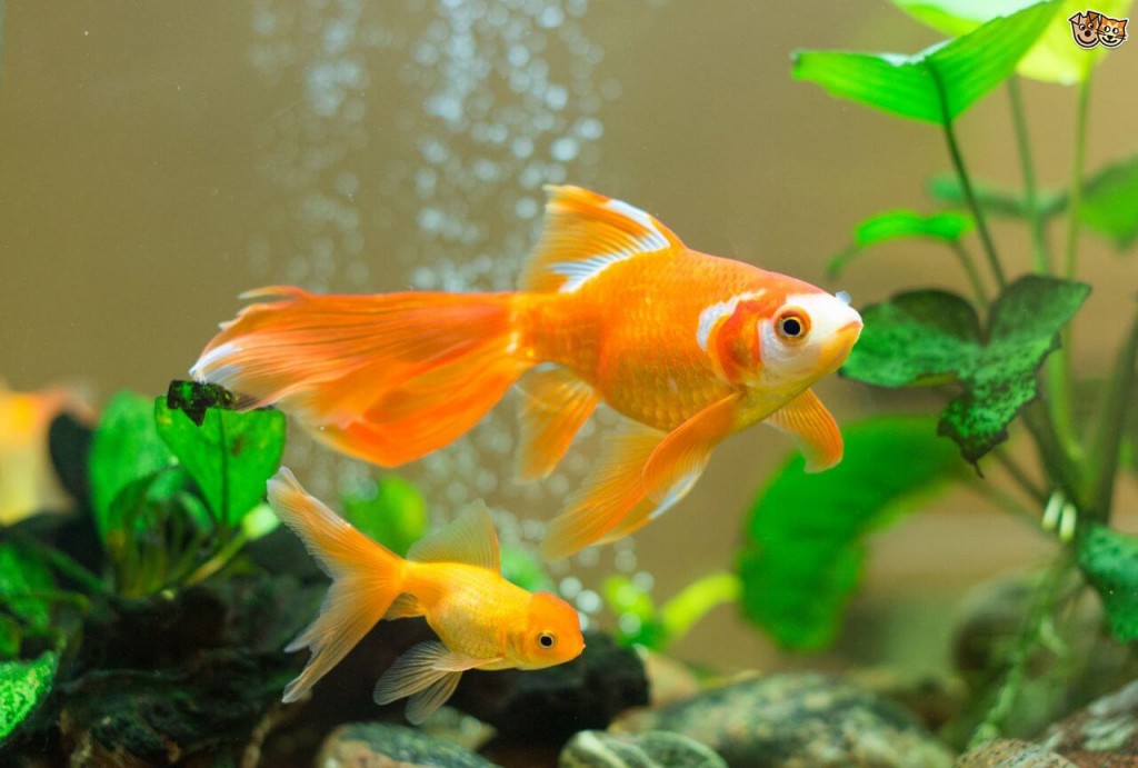 Does A Goldfish Have Memory